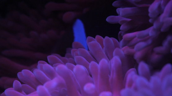 Clown fish hiding in Fluorescent Sea anemone shot at night with ultra violet light, Moorea, 4K UHD macro 