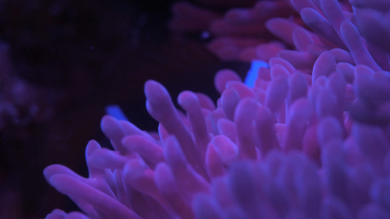 Clown fish hiding in Fluorescent Sea anemone shot at night with ultra violet light, Moorea, 4K UHD macro 