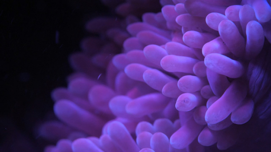 Fluorescent Sea anemone shot at night with ultra violet light, Moorea, 4K UHD macro 