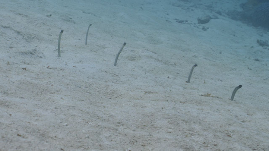 Garden eel in the sand of the lagoon, Moorea, 4K UHD