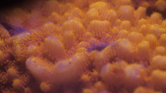 Fluorescent macro shot of coral, Moorea, 4K UHD