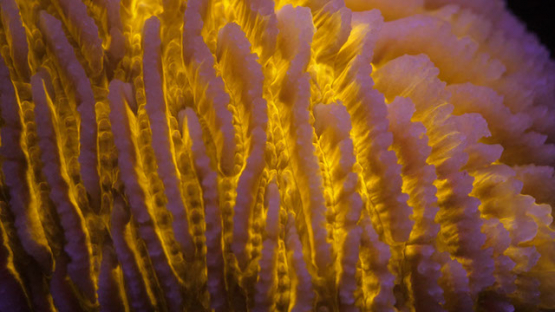 Fluorescent macro shot of mushroom coral, Moorea, 4K UHD