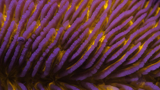 Fluorescent macro shot of mushroom coral, Moorea, 4K UHD