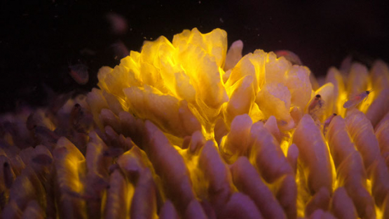 Fluorescent macro shot of mushroom coral and shrimps larva, Moorea, 4K UHD