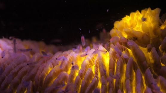 Fluorescent macro shot of mushroom coral and shrimps larva, Moorea, 4K UHD