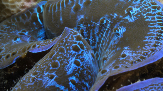 Macro shot of blue giant clams, lagoon of Moorea, 4K UHD