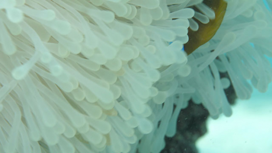 Clown fish living in bleaching sea anemone, lagoon of Moorea, 4K UHD