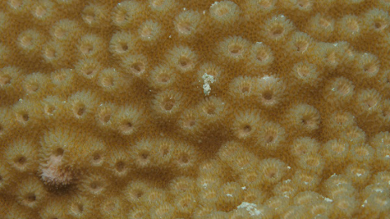 Surface of coral shot macro, 4K UHD