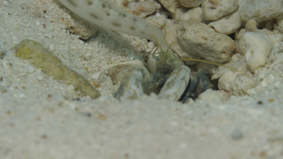 Moorea, shrimp cleaning habitat of goby fish in the sand of the lagoon, macro shot, 4K UHD