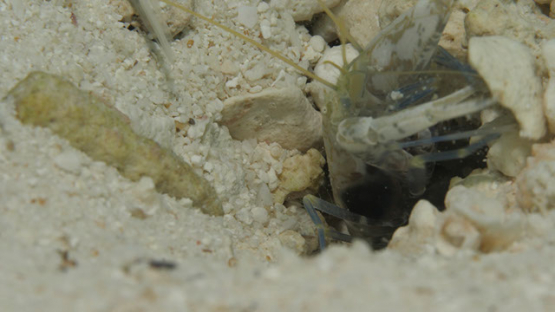 Moorea, shrimp cleaning habitat of goby fish in the sand of the lagoon, macro shot, 4K UHD
