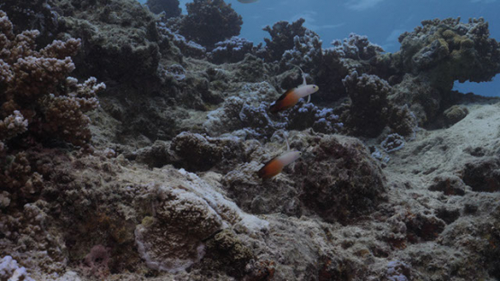Couple of fire coral goby over the coral reef, Moorea, 4K UHD