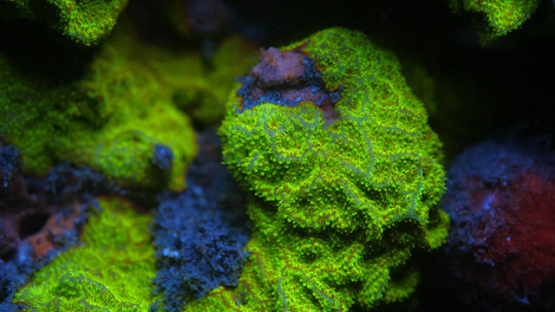 Fluorescent sponge lighted with UV, Lagoon of Moorea, 4K UHD macro