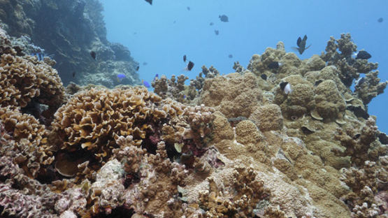 Damsel fishes over the coral reef, Lagoon of Moorea, 4K UHD macro