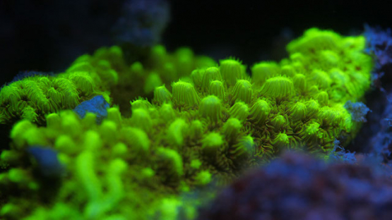 Fluorescent coral and sponge lighted with UV, Lagoon of Moorea, 4K UHD macro