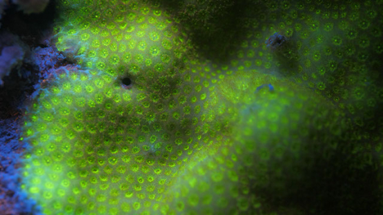 Fluorescent coral and sponge lighted with UV, Lagoon of Moorea, 4K UHD macro