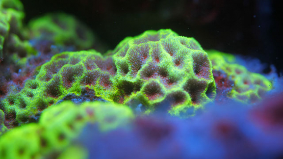 Fluorescent coral lighted with UV, Lagoon of Moorea, 4K UHD macro