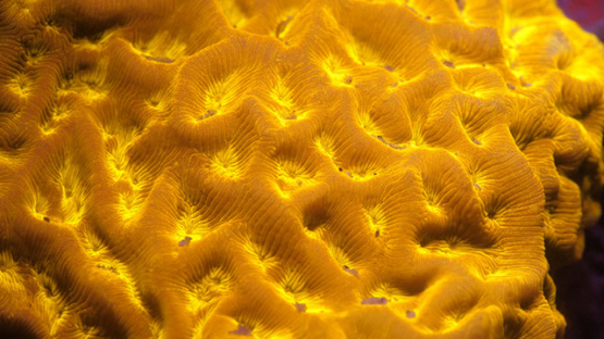 Fluorescent coral lighted with UV, Lagoon of Moorea, 4K UHD macro