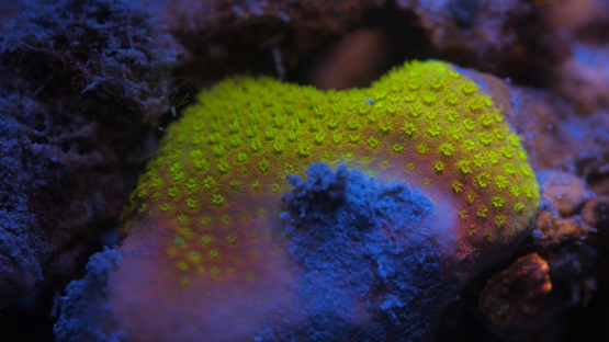 Fluorescent coral under ultraviolet light and polypes, in the lagoo underwater, Moorea, 4K UHD macro shot