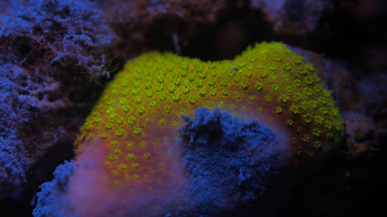 Polypes of Fluorescent coral under ultraviolet light, Moorea, 4K UHD macro shot