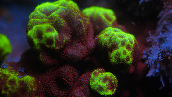 Fluorescent coral under ultraviolet light, Moorea, 4K UHD macro shot