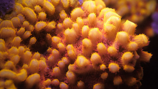 Fluorescent coral under ultraviolet light, Moorea, 4K UHD macro shot