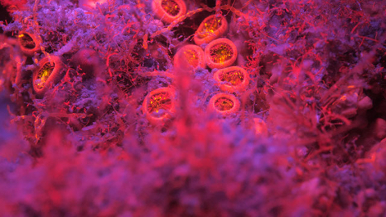 Fluorescent coral under ultraviolet light, in the lagoo underwater, Moorea, 4K UHD macro shot