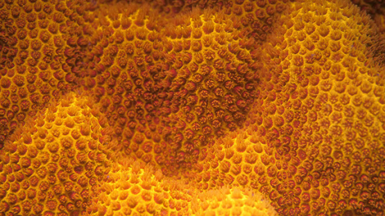 Polypes and Fluorescent coral under ultraviolet light, Moorea, 4K UHD macro shot