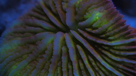 Pleuractis paumotensis, Fluorescent coral under ultraviolet light, Moorea, 4K UHD macro shot