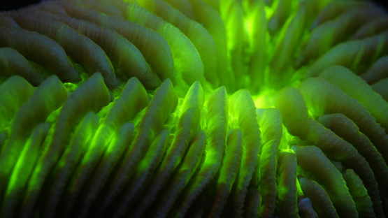 Fluorescent Pleuractis paumotensis under ultraviolet light, Moorea, 4K UHD macro shot