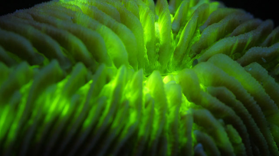 Fluorescent coral Pleuractis paumotensis, under ultraviolet light, in the lagoo underwater, Moorea, 4K UHD macro shot