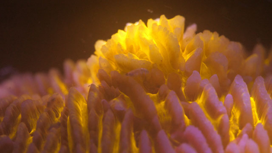 Fluorescent macro shot of mushroom coral and shrimps larvas, Moorea, 4K UHD