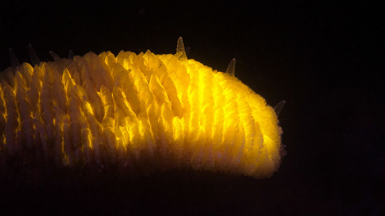 Fluorescent macro shot of mushroom coral and polypes, Moorea, 4K UHD
