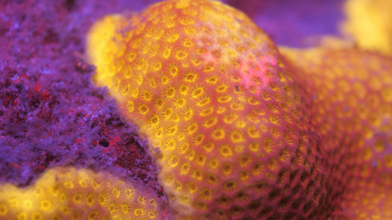 Macro shot of Fluorescent coral under ultraviolet light, Moorea, 4K UHD
