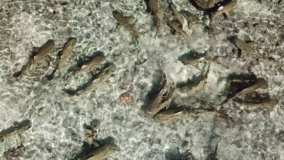 Aerial view by drone of black tip sharks in the lagoon, 4K UHD