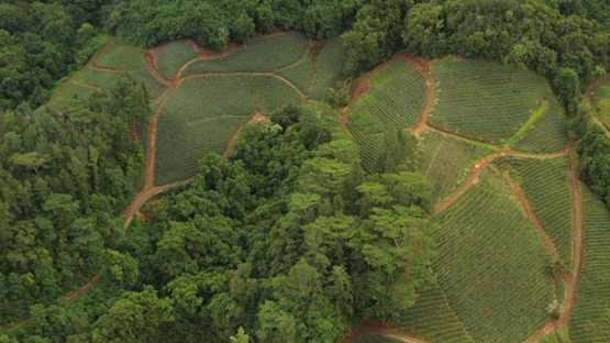 Aerial drone shot of pineapple fields, Moorea 4K UHD