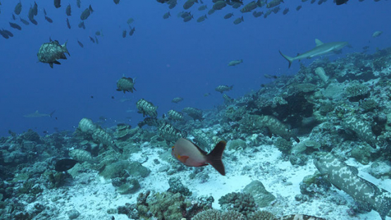 Fakarava, marbled groupers and priacanthus in the pass
