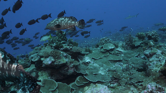 Fakarava, marbled groupers in the pass