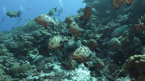 Fakarava, marbled groupers gathering over the corals and scuba divers