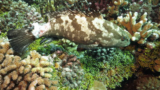 Fakarava, injured marbled grouper on tail by shark