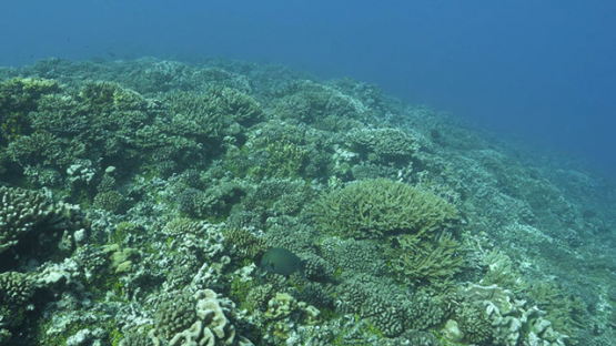 Fakarava, coral reef in the pass