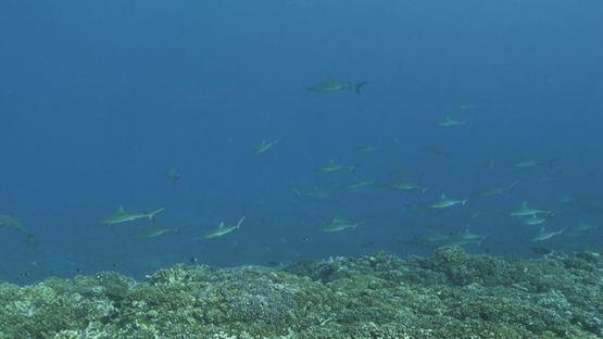 Fakarava, grey sharks schooling in the pass along the coral reef