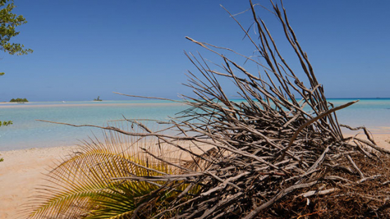 Fakarava, view of the lagoon behing wild vegetation
