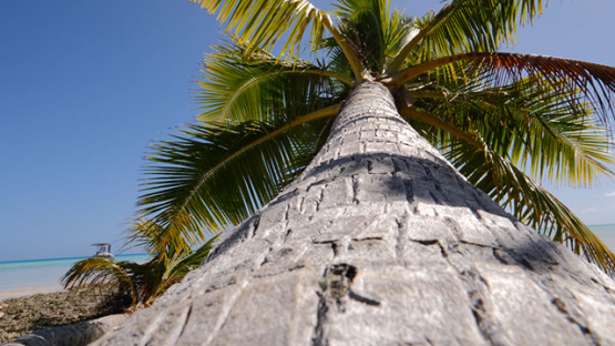 Fakarava, view of trunk of palmtree and lagoon