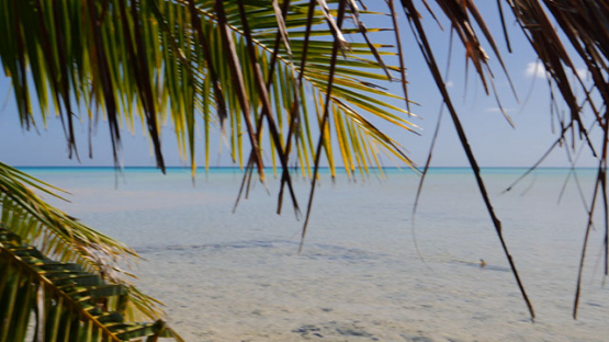Fakarava, view of the lagoon behing palmtree