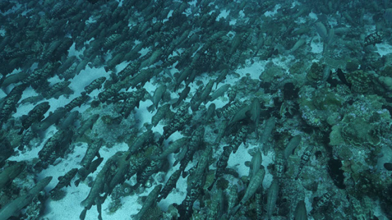 Fakarava, thousands of marbled groupers facing the current