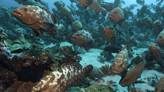 Fakarava, thousands of marbled groupers gathering in the pass