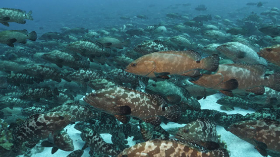 Fakarava, thousands of marbled groupers gathering in the pass in the current
