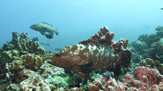 Fakarava, marbled groupers over the coral reef in the pass, 4K UHD