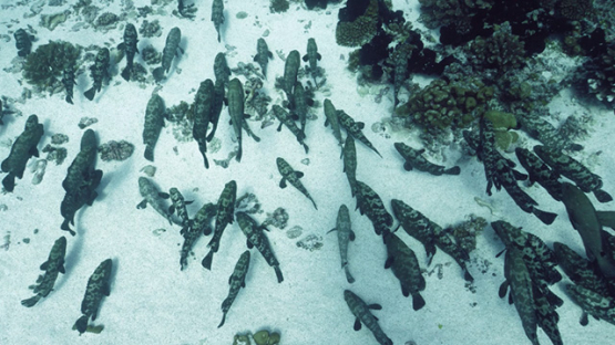 Fakarava, top view of hundreds of marbled groupers facing the current in the pass
