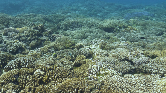 Fakarava, drofting over the coral reef in the pass